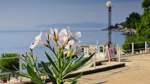 Hotel Park - First minute proljeće i jesen u Lovranu, Lovran, Hrvatska - 222 EUR - 2x noćenje u dvokrevetnoj sobi morska strana za 2 osobe (1. dijete do 13,99 godina i 2. dijete do 2,99 godina besplatno), Polupansion (doručak i večera)