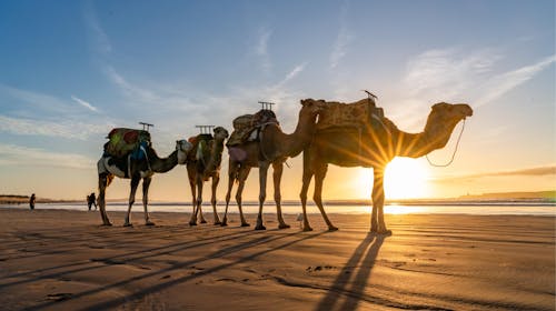 Ljetni odmor u Maroku, Agadir, Maroko - 1.599 EUR - 7x noćenje u hotelu za 2 odrasle osobe, Doručak