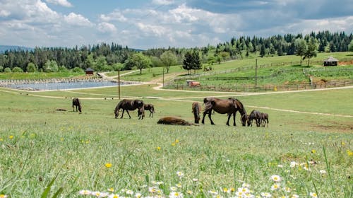 Turističko naselje Ajdinovići SRCA - Hotel Central i Lux apartmani - Svibanjski vikend odmor za dvoje, Olovo, Bosna i Hercegovina - 342 EUR - 2x noćenje u hotelu Central u dvokrevetnoj sobi ili u Lux apartmanu za 2 osobe, All inclusive